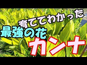 最強の花 カンナ