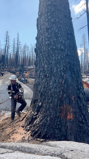 876K views · 20K reactions | Hit the trigger and run ‍♀️ #stihl #timberfaller #helicopterlogging #timberfalling | Katelyn Johnson | Facebook
