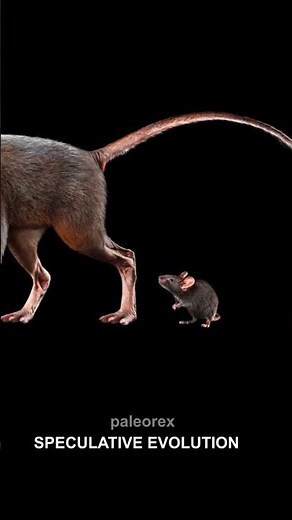 SPECULATIVE EVOLUTION MODERN RAT TO FUTURE RAT FUTURE ARE HERE 🐀
