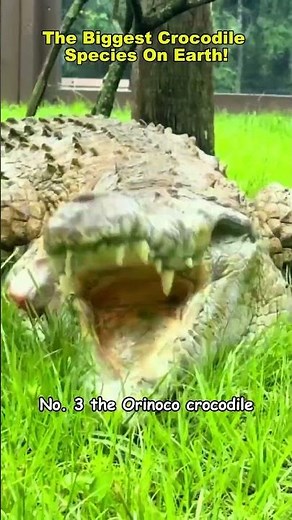 The 5 Biggest Crocodiles in the World crocodile #biggestcrocodile #giantcrocodile