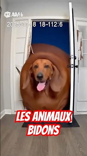 Les animaux bidons - Info ou Mytho