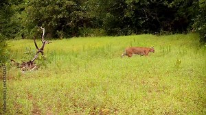 Beautiful bobcat crossing a small opening at midday in the woods, traveling left to right