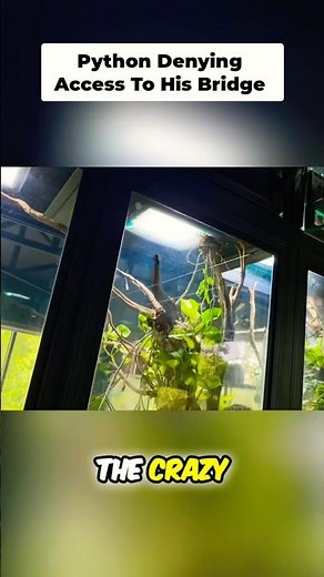Such a CRAZY Insane Set Up AntsCanada Has! Did You Watch The VLOG? 🤔🐍