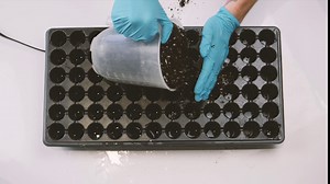 Pepper Joe’s Genghis Khan Brain Pepper Seeds ­­­­­– Pack of 10+ Superhot Chili Pepper Seeds – USA Grown ­– Premium Non-GMO Genghis Khan Brain Seeds for Planting in Your Garden