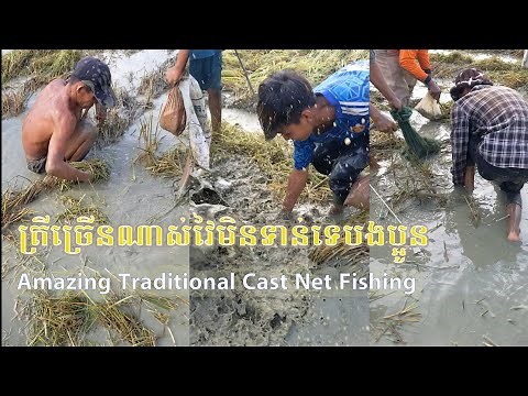 Fishing In Cambodia khmer Amazing Traditional Cast Net Fishing Battambang in Cambodia