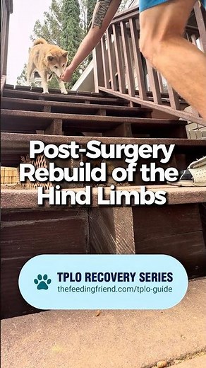 Rebuilding the Quad After TPLO Surgery 🐕