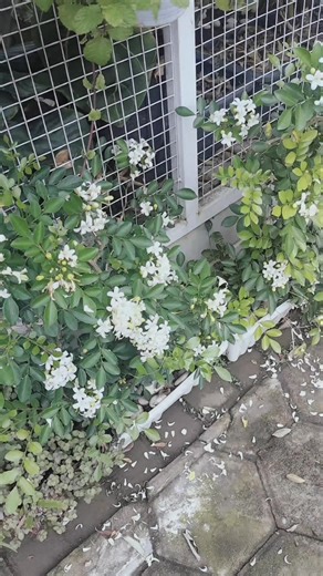 17 reactions · 37 comments | bunga kemuning mekar barengan semerbak banget ini . #bungawangi #kemuning #flower #garden | Neni Suryani Dwi L | Facebook