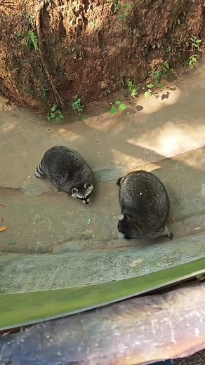 胖胖的小浣熊：超级浣鼠的冒险