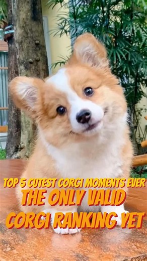 Top 5 Cutest Corgi Moments Ever! 🐶🏆