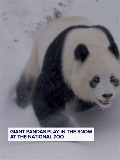 Giant Pandas Delight in Snow at Smithsonian National Zoo