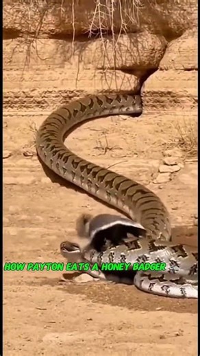 Honey Badger vs African Rock Python — Riverbank Survival Chaos