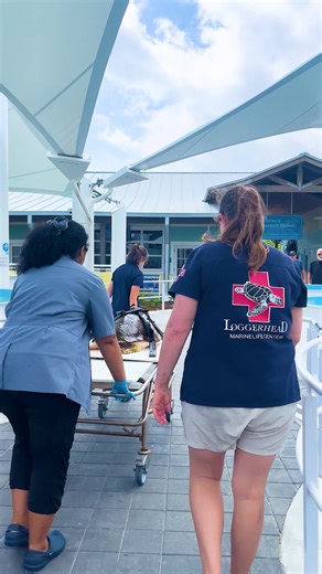63K views · 626 reactions | When you visit LMC, you just may witness our wonderful hospital staff in action!  Behind closed doors Dr. Barron and her team perform life-saving surgeries and diagnostic testing on our patients. Click here to support our sea turtle hospital: https://marinelife.org/ways-to-give/ #seaturtlehospital #seaturtle #lmc #marineconservation #conservation #loggerheadmarinelifecenter #junobeach | Loggerhead Marinelife Center | Facebook