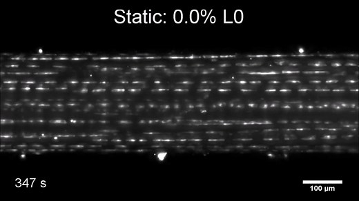 11K views · 205 reactions | The mechanosensitive ion channel PIEZO1 senses shear stress induced by collagen-fibre sliding in tendons, regulates their stiffness and influences jumping performance, according to a Nature Biomedical Engineering paper. Read the paper: https://go.nature.com/3upCuif | Nature Portfolio | Facebook