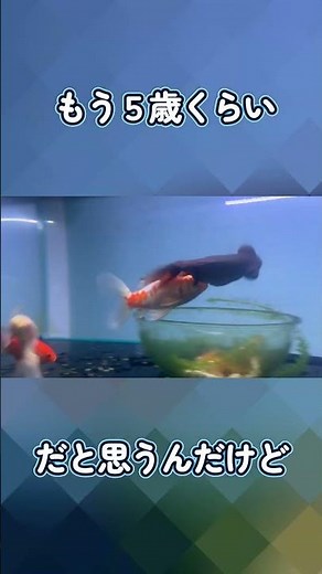 The Goldfish That Always Gets Chased Even Though I Don't Know If It's Male or Female