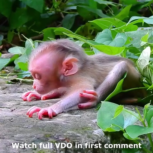 First time newborn unhappy with Luna coz he wants breastfeeding, Newborn asks mom for his first milk Watch full Story in first comment | Cute monkey family