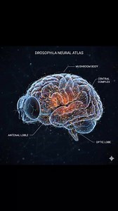 In 2024 scientists completed the first-ever full brain map of a fruit fly. showing ~140,000 neurons and over 54 million synapses. This helps researchers understand how brains store memories and process thoughts. | Just Facts