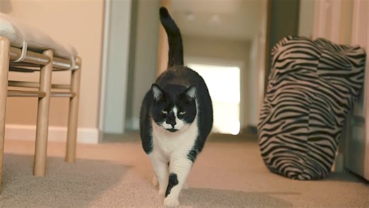 AI David Attenborough Narrates the Daily Life of a Cat