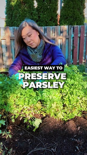 How to easily preserve parley - whether it’s harvested from your garden or extra parsley from the groceries that you don’t have plans on using soon and you don’t want it to spoil! #nofoodwaste #preservingfood #eatwhatyougrow #seasonaleating #parsley #cookinghacks #healthyliving