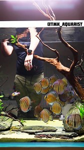 202K views · 4.5K reactions | The wild discus r so beautiful when they are healthy and shining  But to keep them that way…now that’s a difficult journey to take | TMK Aquarist | Facebook