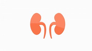 Kidney Human Body Organ Anatomy Flat Stock Motion Graphics SBV-348487107 - Storyblocks