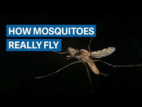How mosquitoes overcome their lousy wings to fly