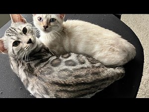 Reality of Bringing Home TWO Bengal Cats! - New Kittens!