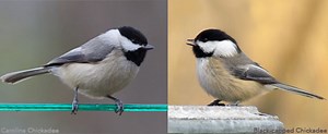 Warming Temperatures Are Pushing Two Chickadee Species—and Their Hybrids—Northward
