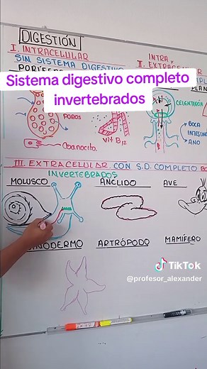Sistema Digestivo Completo en Animales Invertebrados