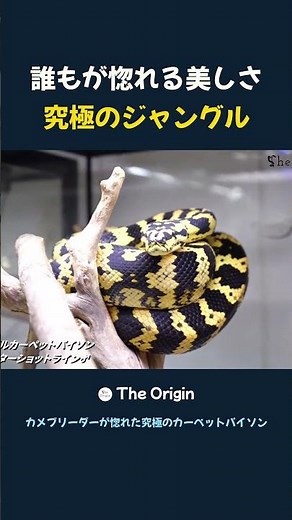 Breathtaking Beauty: The Ultimate Jungle Carpet Python