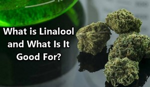 Why is linalool important, read this https://cannabis.net/blog/medical/what-is-linalool-and-what-is-it-good-for | Cannabis.Net