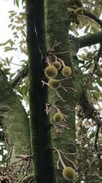 usia 30 hari pasca polinasi