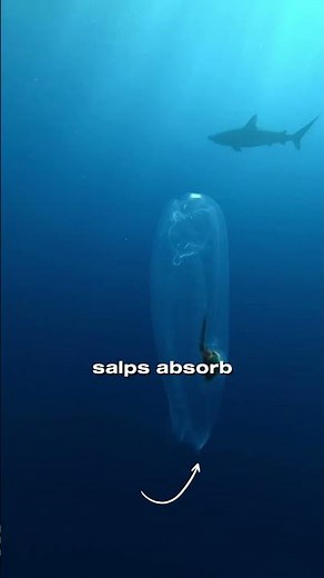 It’s Not Alien Slime... It’s a Salp