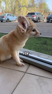 The Fennec Fox Is Still The Cutest! #facts #Amazing #animals #trivia | BERN.ph