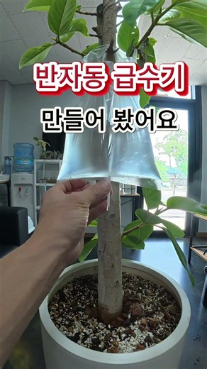 뱅갈고무나무#반자동급수기만들어봤어요.plants