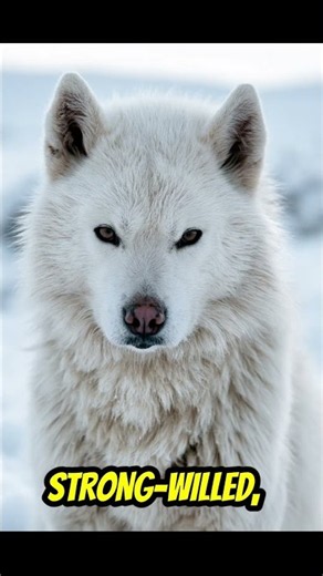 the Greenland Dog 🐕 🐺 ❄️ 🏔 🛷 #animalfacts #arcticdogs #wilddogs #dog