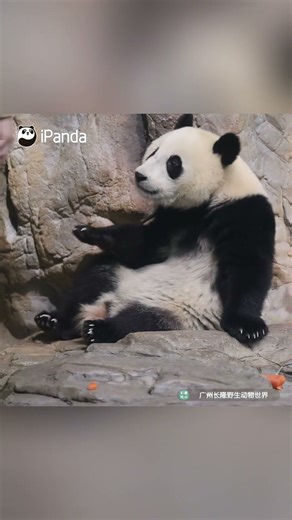 奶爸，我就要最甜的那根胡蘿蔔！| iPanda熊貓頻道 #shorts