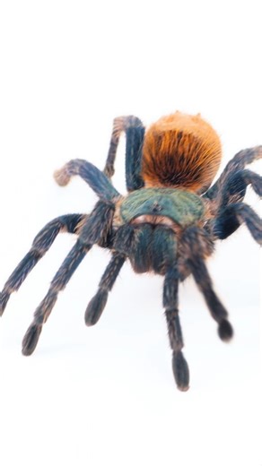 2.7K views · 459 reactions | Green Bottle Blue Tarantula aka Chromatopelma cyaneopubescens. #tarantula #spider #pettarantula #tarantulakeeper #pets #animals #nature | The Tarantula Collective | Facebook