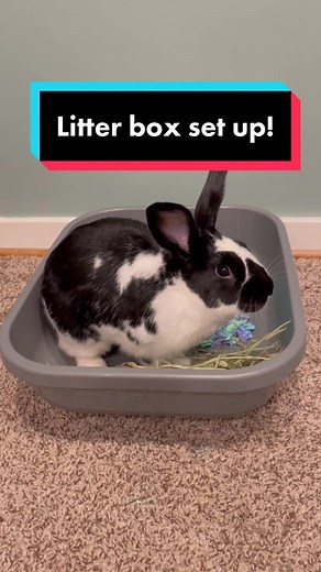 Bunny litter box! #bunny #rabbit #bunnycare #pets #litterbox #bunnyrabbit #cute #bunnies
