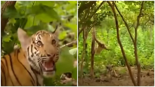 Gibbon teases tiger cubs in forest. Hilarious old video goes viral