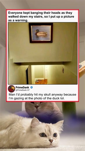 The duck is a trap 🦆💀 | funny memes | relatable American memes | dank memes