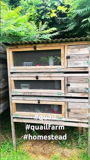 Quail coop setup #quailfarming #quailfarm #quail #quailegg #homestead