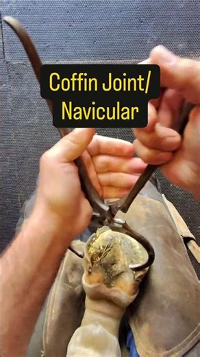 Hoof Testing. What are you doing? #equestrian #farrierlife #horsecare #horse #dressage #showjumping