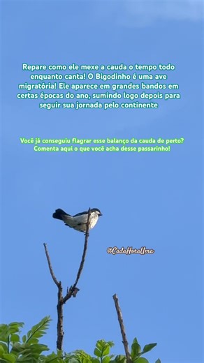 A dança e o canto do Bigodinho!