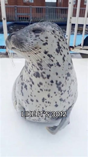 Seals and Beauty and a Beat: Uniting Nature and Music