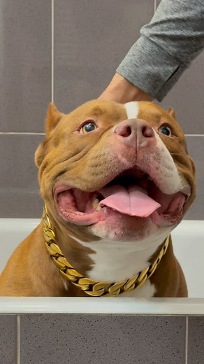 162K views · 53K reactions | Choco’s First time in a bath 癩 #asmr #dogcare #americanbully #dogbath | Chocodogger | Facebook