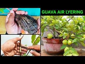 How To Grow Guava In Small plant by Air Lyering | Method of air layering by tying gutti in fruit ...