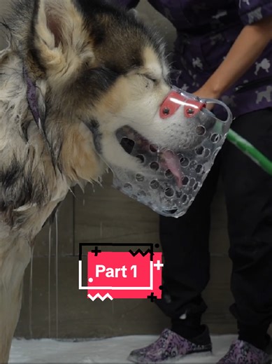 Part 1 #malamute #dogsoftiktok | dogs