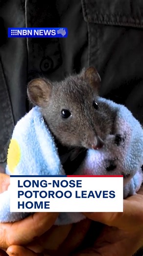 5.7K views · 29 reactions | This little guy has moved out of home in search of a girlfriend. Pippin, the eight-month-old long-nose potoroo, has left his Mum's enclosure at the Aussie Ark wildlife sanctuary just in time for breeding season. #NBNNews | NBN Television | Facebook