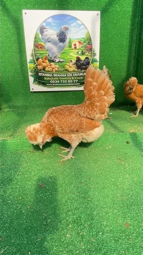 Portakal Fizan Kuluçkalık Yumurta & Civciv 2026 #chicken #farm #chicks