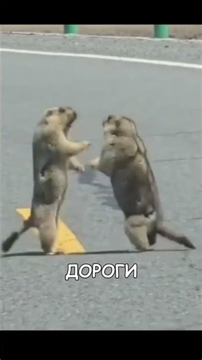 японские борсучие разборки #шортс